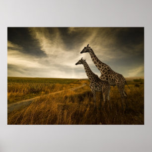 Poster Giraffes et le paysage