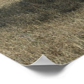 Poster Giraffes et Lions (Coin)