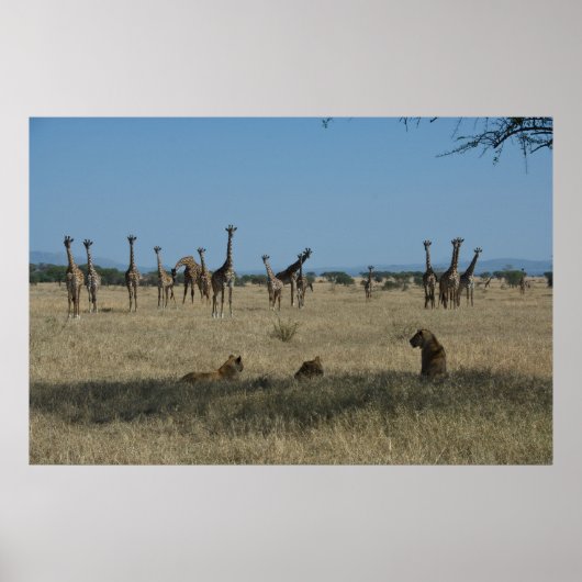 Poster Giraffes et Lions (Devant)