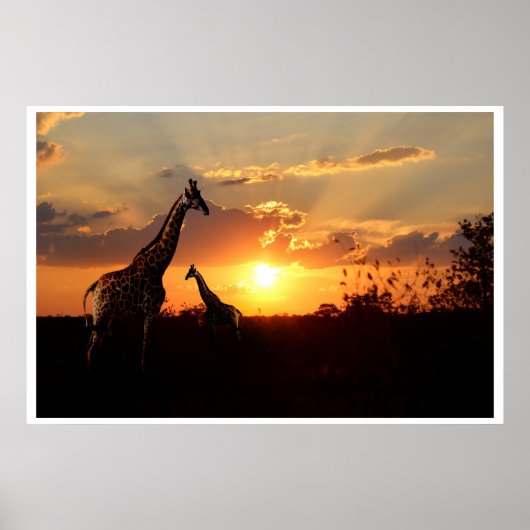 Poster Giraffes op een Afrikaanse zonsondergang (Voorkant)