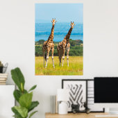 Poster Giraffes sur la Savanna, Ouganda (Bureau à domicile)