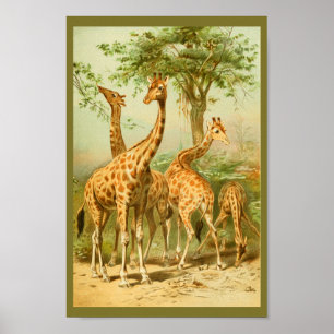 Poster Giraffes vintages Manger Feuille Animal Art Imprim