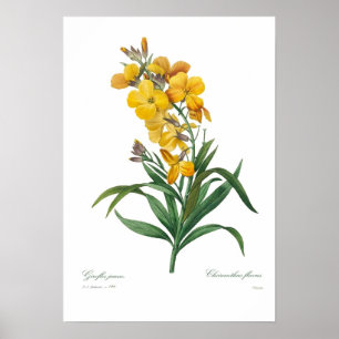Poster Giroflée jaune