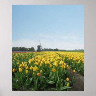 Poster Gisement de fleur jaune de tulipes Hollande