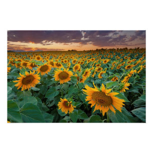 Poster Gisement de tournesol dans Longmont, le Colorado