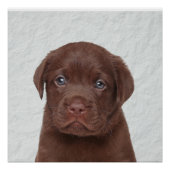 Poster glacé au chocolat Labrador (Devant)