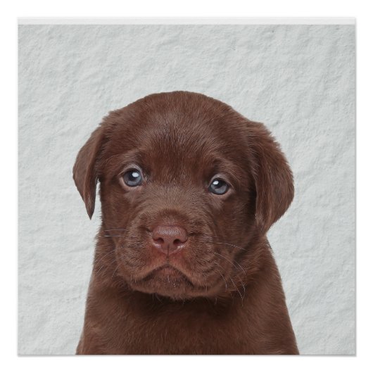 Poster glacé au chocolat Labrador (Devant)