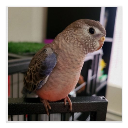 Poster glacé Bourkes Parakeet (Devant)