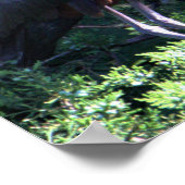 Poster glacé Ibis (Coin)