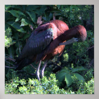 Poster glacé Ibis