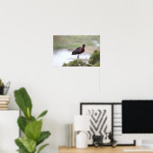 Poster glacé Ibis (Bureau à domicile)