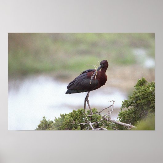 Poster glacé Ibis (Devant)