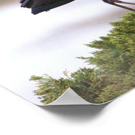 Poster glacé Ibis (Coin)