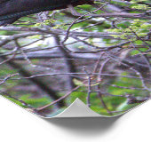 Poster glacé Ibis (Coin)