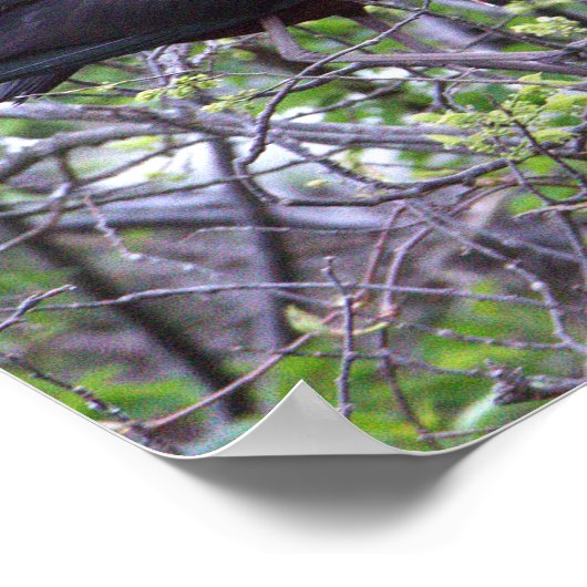 Poster glacé Ibis (Coin)