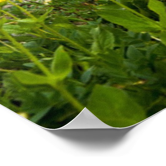 Poster Glacier Grinnell (Coin)