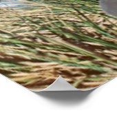 Poster Glaciers et sailing (Coin)