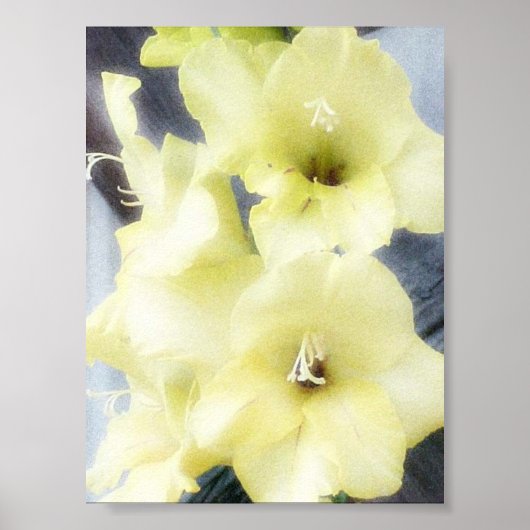 Poster Gladiolas jaunes doux (Devant)