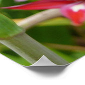 Poster Gladiolas rouge et blanc Botanique d'été (Coin)