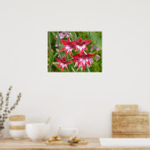 Poster Gladiolas rouge et blanc Botanique d'été (Cuisine)