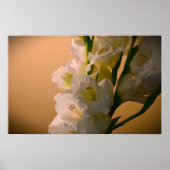 Poster Gladioli, (Devant)