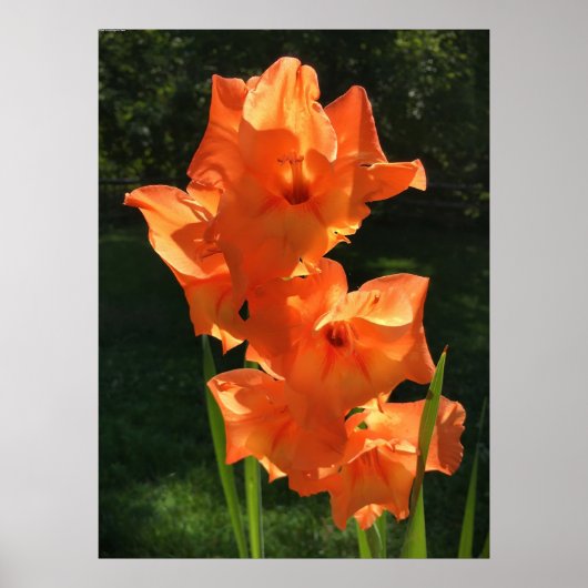 Poster Gladioli, (Devant)
