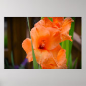 Poster Gladioli, (Devant)