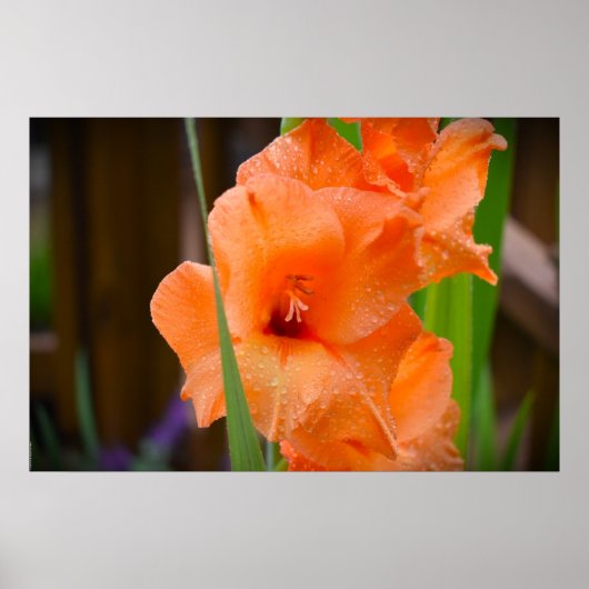 Poster Gladioli, (Devant)