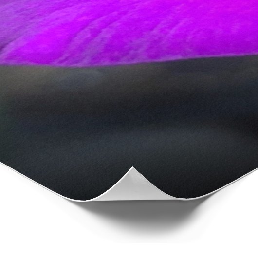 Poster Gladioli, (Coin)