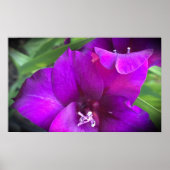 Poster Gladioli,  (Devant)
