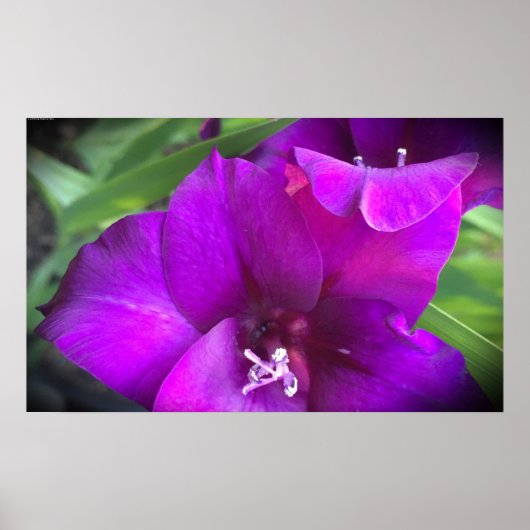 Poster Gladioli,  (Devant)