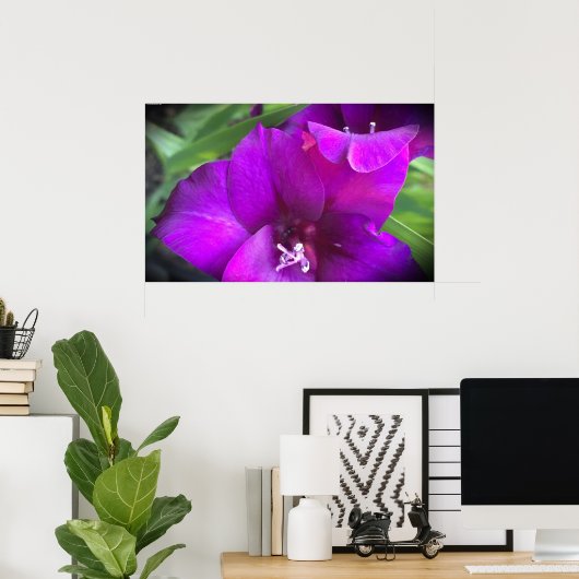 Poster Gladioli, (Bureau à domicile)
