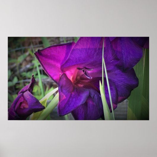 Poster Gladioli, (Devant)