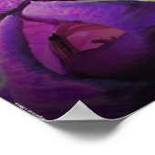 Poster Gladioli, (Coin)
