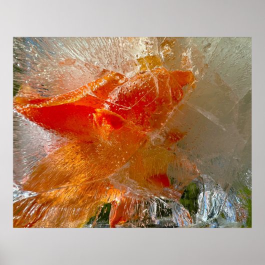 Poster Gladioli dans la glace, (Devant)