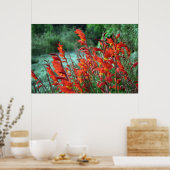 Poster Gladioli Flowers Photo (Cuisine)