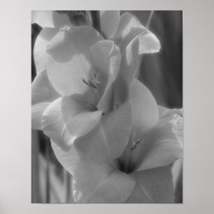 Poster Gladiolus Fleur Noir Et Blanc Gros Plan