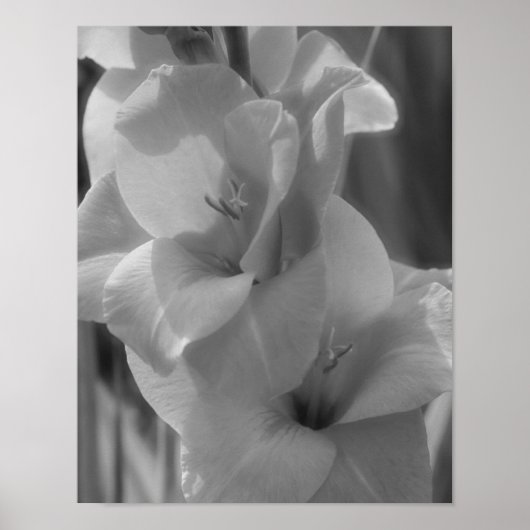 Poster Gladiolus Fleur Noir Et Blanc Gros Plan (Devant)