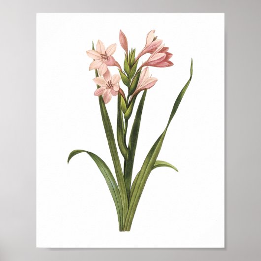 Poster gladiolus(Gladiolus laccatus) par Redouté (Devant)