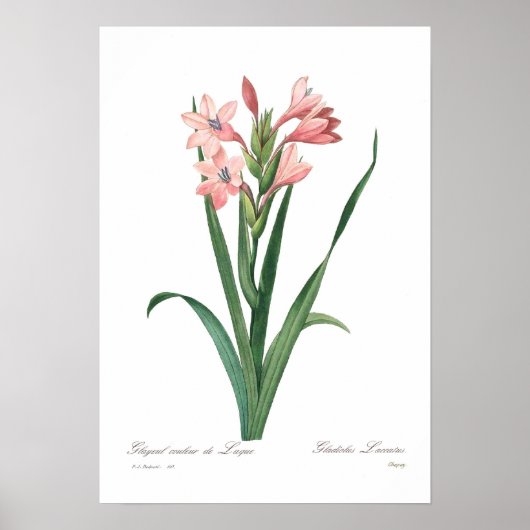 Poster Gladiolus laccatus (Devant)