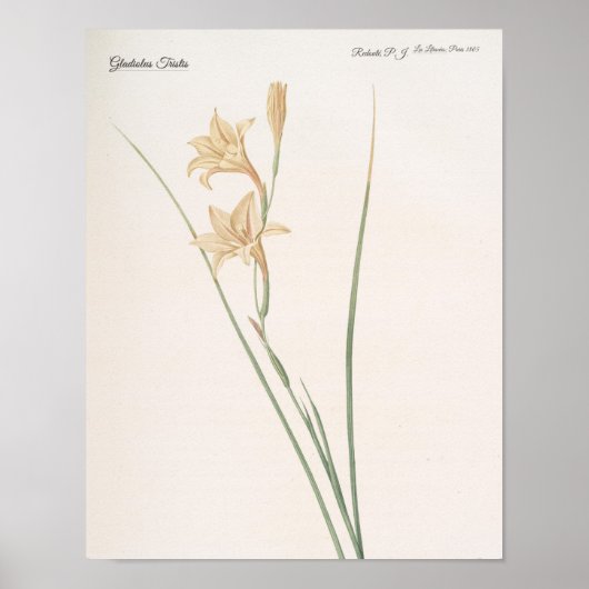 Poster Gladiolus Tristis (Devant)