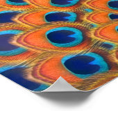 Poster Glam Boho Orange Blue Peacock Plumes (Coin)