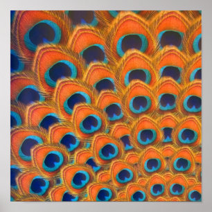 Poster Glam Boho Orange Blue Peacock Plumes