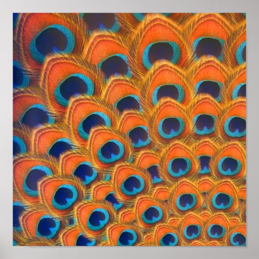 Poster Glam Boho Orange Blue Peacock Plumes (Devant)