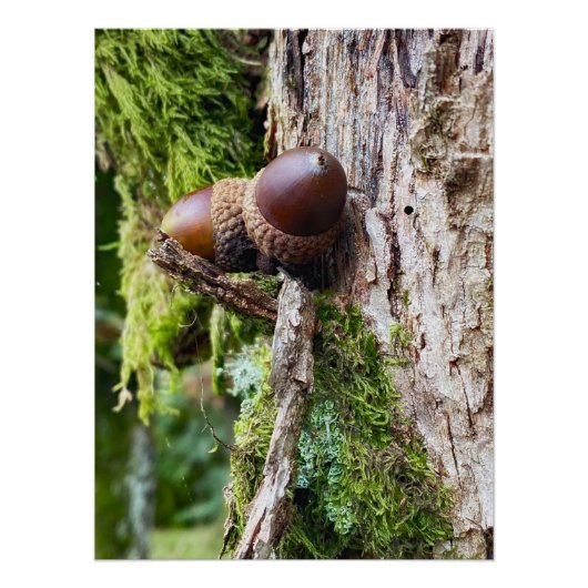 Poster Glands tombés sur l'arbre (Devant)