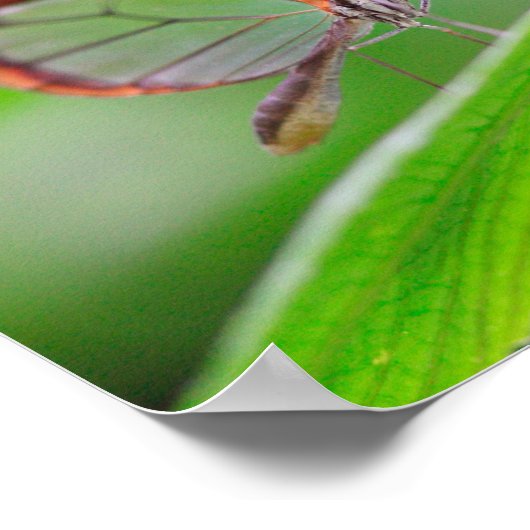 Poster Glass wing butterfly relaxing on fresh green (Coin)