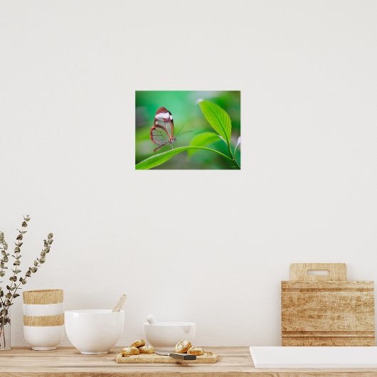 Poster Glass wing butterfly relaxing on fresh green (Cuisine)