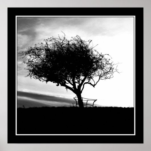 Poster Glastonbury Hawthorn. Arbre. Noir et Blanc. (Devant)