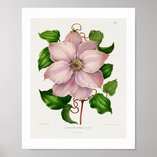 Poster Glematis Hyb. Sieboldia planches chromolithographi (Devant)