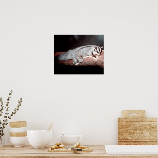Poster Glider de sucre - Petaurus breviceps (Cuisine)